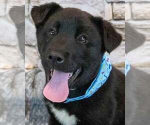 Siberian Husky-Unknown Mix Dogs for adoption in Kennesaw, GA, USA