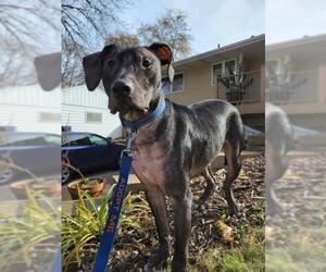 Collie-Labrador Retriever Mix Dogs for adoption in Mankato, MN, USA