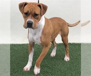 Bullboxer Pit Dogs for adoption in Visalia, CA, USA