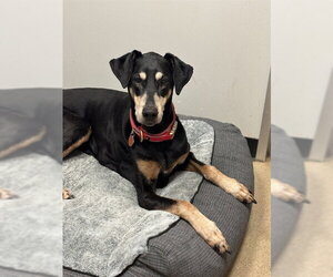 Doberman Pinscher-Unknown Mix Dogs for adoption in Plano, TX, USA