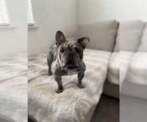 French Bulldog Dogs for adoption in Oakley , CA, USA