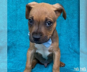 Retriever -Unknown Mix Dogs for adoption in Washington, DC, USA