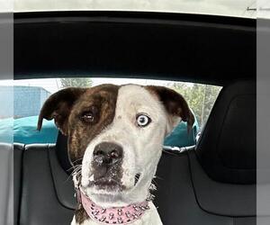Mutt Dogs for adoption in Lodi, CA, USA