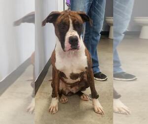 Boxer Dogs for adoption in Knoxville, IA, USA