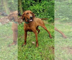 Redbone Coonhound Dogs for adoption in Rustburg, VA, USA