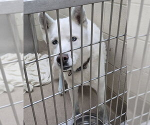 Siberian Husky Dogs for adoption in Decatur, IL, USA