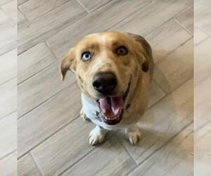 Beagi Dogs for adoption in San Angelo, TX, USA