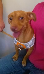 Chihuahua Dogs for adoption in Piedmont, MO, USA