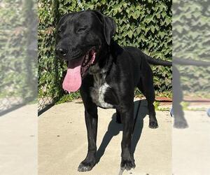 Labrador Retriever-Unknown Mix Dogs for adoption in Lodi, CA, USA
