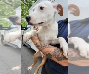 Mutt Dogs for adoption in San Antonio, TX, USA