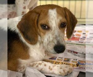 Beagle Dogs for adoption in Pembroke, GA, USA