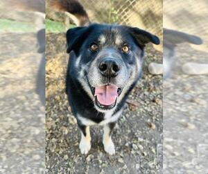 German Shepherd Dog-Unknown Mix Dogs for adoption in Santa Barbara, CA, USA