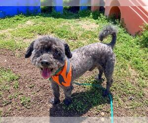 Havanese-Unknown Mix Dogs for adoption in Orange, CA, USA