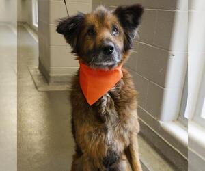 Chow Chow-Unknown Mix Dogs for adoption in San Antonio, TX, USA