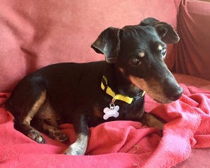 Dachshund Dogs for adoption in Loganville, GA, USA
