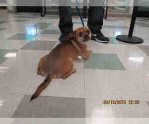 Puggle Dogs for adoption in Oklahoma City, OK, USA