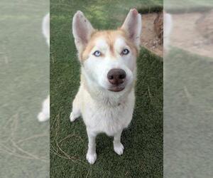 Siberian Husky Dogs for adoption in Downey, CA, USA