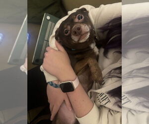 Chiweenie Dogs for adoption in Davis, CA, USA