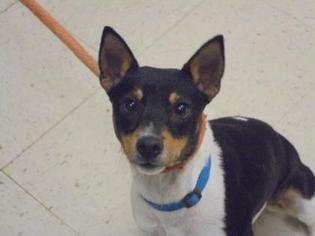 Medium Photo #1 Rat Terrier-Unknown Mix Puppy For Sale in Gulfport, MS, USA
