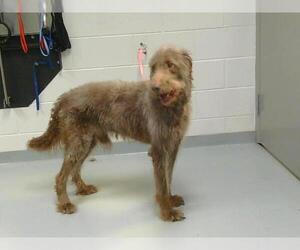 Poodle (Standard)-Unknown Mix Dogs for adoption in St. Cloud, FL, USA