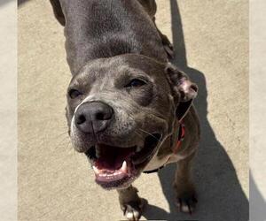 American Pit Bull Terrier Dogs for adoption in Tulsa, OK, USA