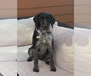 Mutt Dogs for adoption in Des Moines, IA, USA
