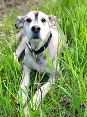 Alaskan Malamute-Unknown Mix Dogs for adoption in Ashland, WI, USA