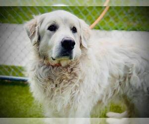 Great Pyrenees Dogs for adoption in Orlando, FL, USA