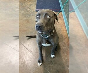 Labmaraner Dogs for adoption in Lacombe, LA, USA