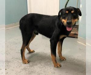 Rottweiler Dogs for adoption in Hillsdale, IN, USA