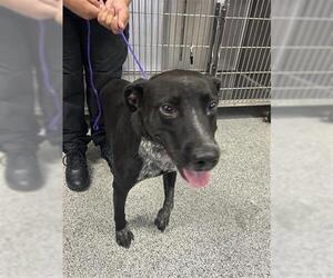 Labrador Retriever-Unknown Mix Dogs for adoption in Houston, TX, USA