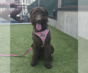 Poodle (Standard)-Unknown Mix Dogs for adoption in Brooklyn, NY, USA