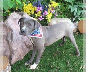 American Pit Bull Terrier-Unknown Mix Dogs for adoption in Oklahoma City, OK, USA