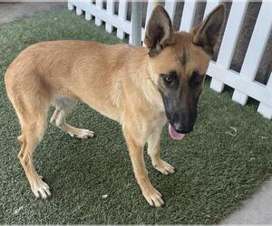 Mutt Dogs for adoption in Modesto, CA, USA