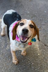 Beagle Dogs for adoption in Candler, NC, USA