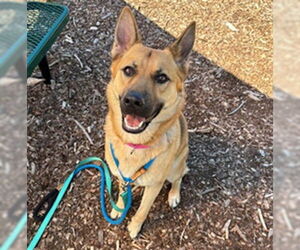 German Shepherd Dog Dogs for adoption in Waterford, VA, USA