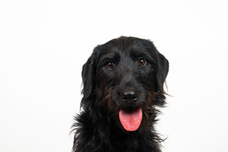 Labradoodle Dogs for adoption in St. Louis Park, MN, USA