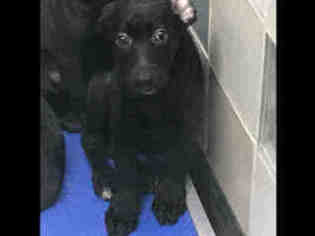Medium Photo #1 Labrador Retriever-Unknown Mix Puppy For Sale in Plano, TX, USA