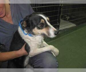Border Collie Dogs for adoption in Santa Fe, NM, USA