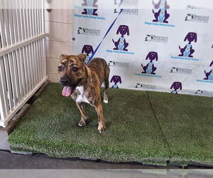 Mutt Dogs for adoption in Orlando, FL, USA