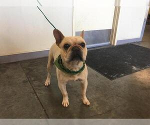 French Bulldog Dogs for adoption in Orange, CA, USA