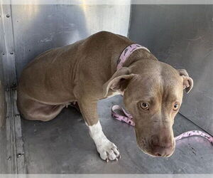 American Pit Bull Terrier-Unknown Mix Dogs for adoption in Waco, TX, USA