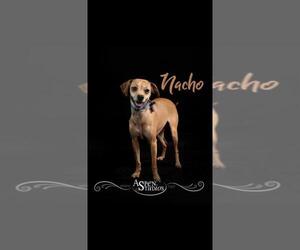 Italian Greyhuahua Dogs for adoption in Valparaiso, IN, USA