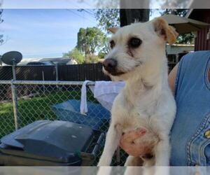 Mutt Dogs for adoption in Lakeport, CA, USA