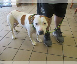 American Pit Bull Terrier-Unknown Mix Dogs for adoption in Ocala, FL, USA