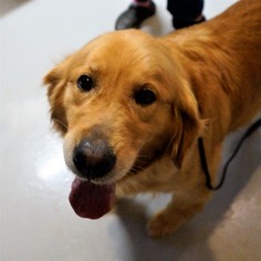 Golden Retriever Dogs for adoption in Bealeton, VA, USA