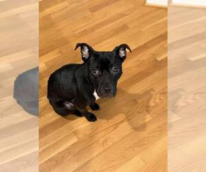 American Staffordshire Terrier Dogs for adoption in Spring Lake, NC, USA