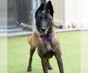 Mutt Dogs for adoption in Camarillo, CA, USA