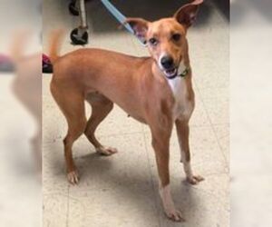 Whippet Dogs for adoption in Newport, KY, USA