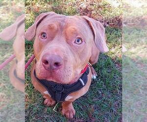 Medium Photo #1 Basset Hound-Mastiff Mix Puppy For Sale in Fort Lauderdale, FL, USA